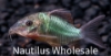 Picture of CORY: BROCHIS SPLENDENS (TR)