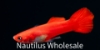 Picture of GUPPY: RED ROSE MALE