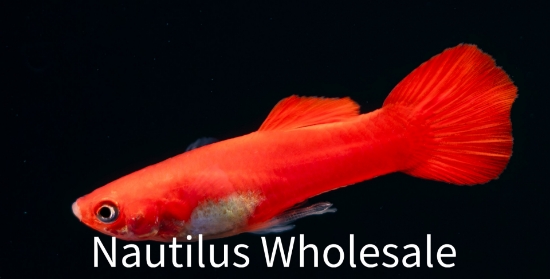 Picture of GUPPY: RED ROSE MALE