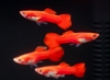 Picture of GUPPY: RED ROSE MALE