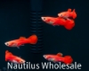 Picture of GUPPY: RED ROSE MALE