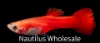 Picture of GUPPY: RED ROSE MALE