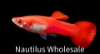 Picture of GUPPY: RED ROSE MALE