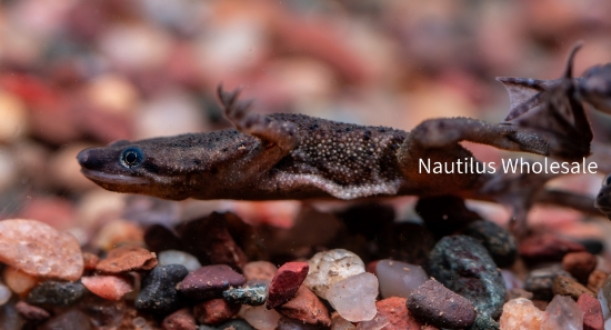 Picture of AMPHIB: FROG DWARF (NO VA)