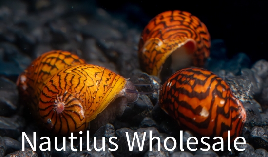 Picture of SNAIL: NERITE ZEBRA