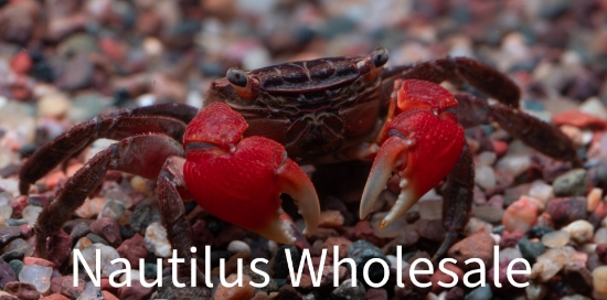 Picture of CRAB: RED CLAWED