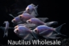 Picture of GLOFISH® TETRA GALACTIC PURPLE® LONGFIN