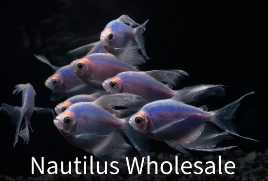 Picture of GLOFISH® TETRA GALACTIC PURPLE® LONGFIN