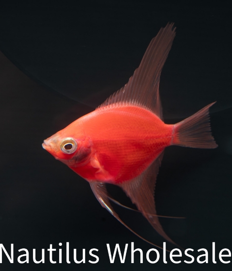 Picture of GLOFISH® STARFIRE RED® ANGEL