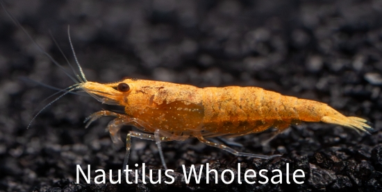 Picture of SHRIMP: PUMPKIN