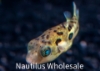 Picture of PUFFER: DWARF