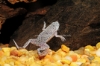 Picture of AMPHIB: FROG DWARF (NO VA) *ON SPECIAL*