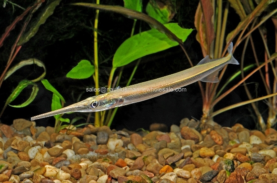 Picture of MISC: GAR ASIAN NEEDLE *ON SPECIAL*