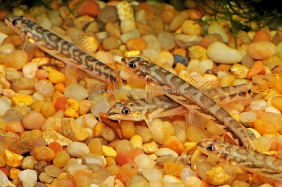 Picture of LOACH: ZODIAC *ON SPECIAL*