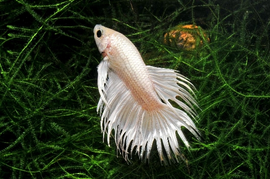 Picture of BETTA: CROWNTAIL PLATINUM WHITE MALE  *ON SPECIAL*