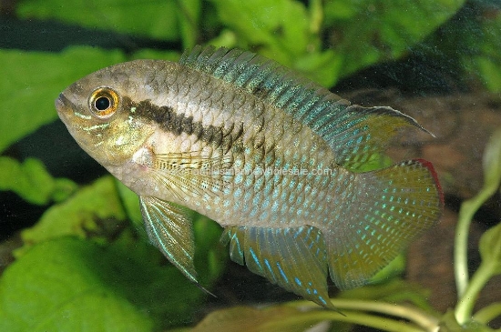 Picture of CICHLID: CURVICEPS SM *ON SPECIAL*