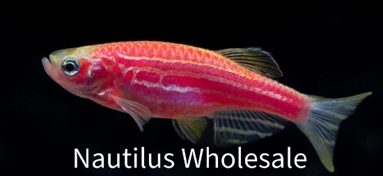 Picture of GLOFISH® : DANIO STARFIRE RED® 