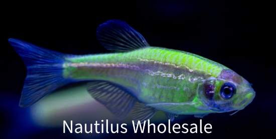 Picture of GLOFISH® : DANIO ELECTRIC GREEN® 