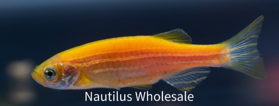 Picture of GLOFISH® DANIO SUNBURST ORANGE®