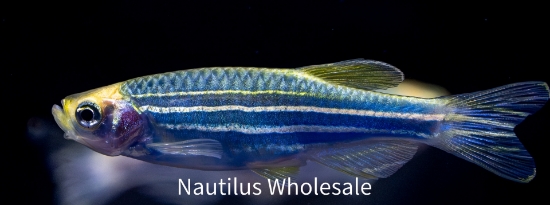Picture of GLOFISH® DANIO COSMIC BLUE®