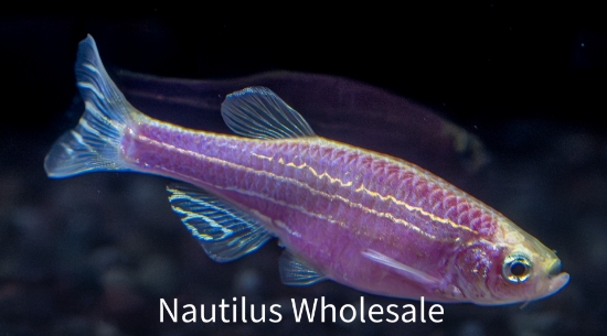 Picture of GLOFISH® : DANIO GALACTIC PURPLE® 