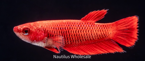 Picture of BETTA: FEMALE