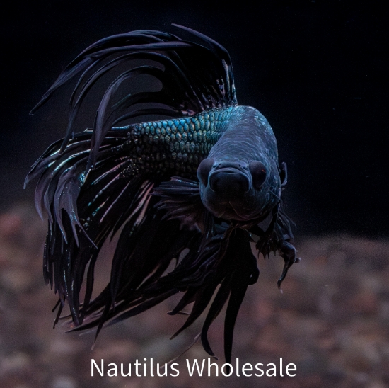 Picture of BETTA: BLACK ORCHID CROWN TAIL MALE