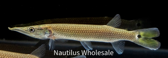 Picture of MISC: GAR ROCKET HUJETA (NO TX, CA, MS )