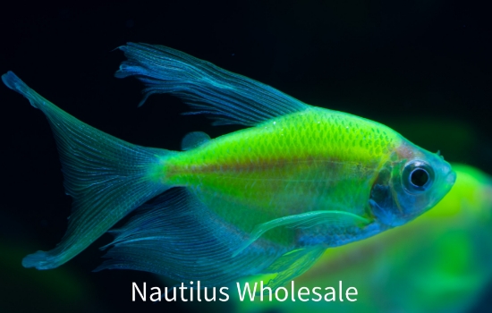 Picture of GLOFISH® TETRA ELECTRIC GREEN® LONGFIN