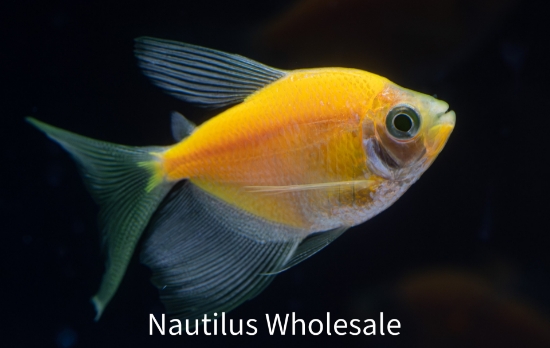 Picture of GLOFISH® TETRA SUNBURST ORANGE® LONGFIN