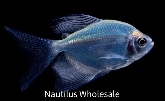 Picture of GLOFISH® TETRA COSMIC BLUE® LONGFIN