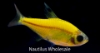 Picture of GLOFISH® : PRISTELLA TETRA SUNBURST ORANGE®