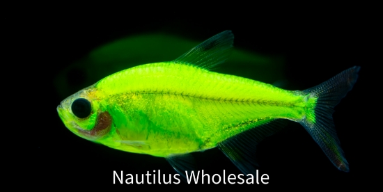 Picture of GLOFISH® : PRISTELLA TETRA ELECTRIC GREEN®