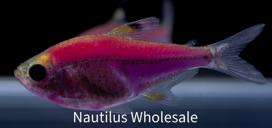 Picture of GLOFISH® : PRISTELLA TETRA GALACTIC PURPLE®