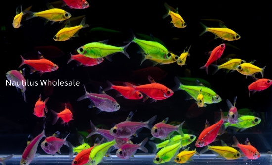 Picture of GLOFISH® : PRISTELLA TETRA ASSORTED