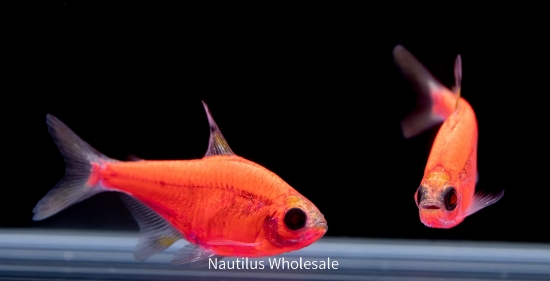 Picture of GLOFISH® PRISTELLA TETRA STARFIRE RED® 