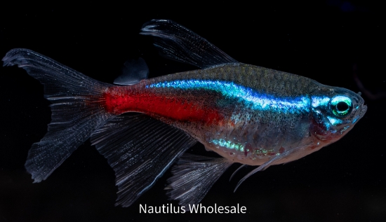 Picture of TETRA: NEON LF (FL)