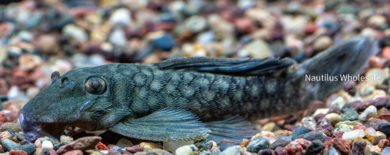 Picture of PLECO: POLKA DOT L-020