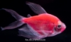 Picture of GLOFISH® TETRA STARFIRE RED® LONGFIN	 