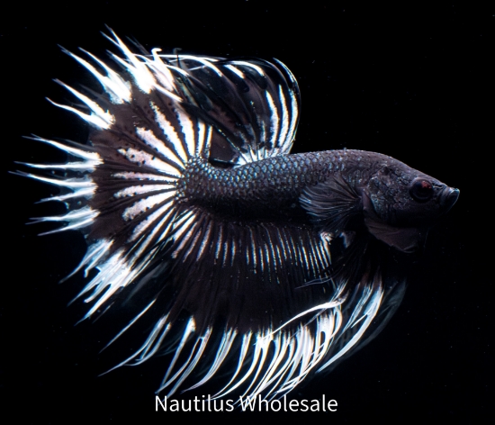 Picture of BETTA: CROWNTAIL BLACK AND WHITE BUTTERFLY MALE *ON SPECIAL*