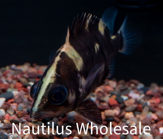 Picture of MISC: TIGER DATNOID 3-4"