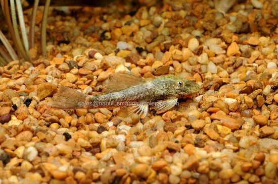 Picture of PLECO: BUSHYNOSE GREEN DRAGON *ON SPECIAL*