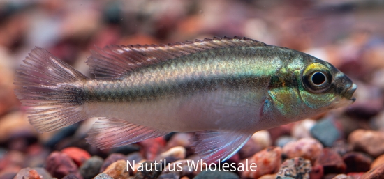 Picture of AFRICAN: OTHER-KRIBENSIS