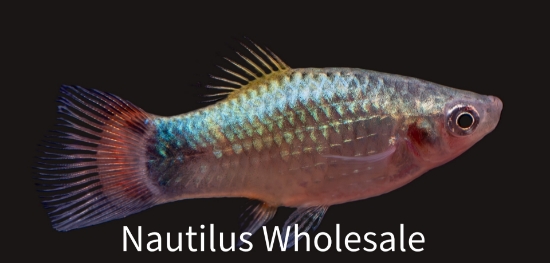 Picture of PLATY: BLUE BUTTERFLY MOON