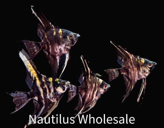 Picture of ANGEL: MARBLE MD