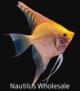 Picture of ANGEL: GOLD MD