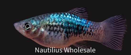 Picture of PLATY: BLUE CALICO