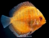 Picture of DISCUS: ASST 2.5-3" (SINGAPORE)