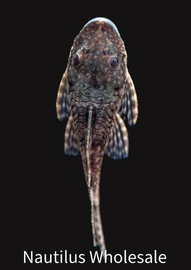 Picture of PLECO: BLACK CUCUTA