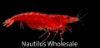 Picture of SHRIMP: RED FIRE (CARIDINA)